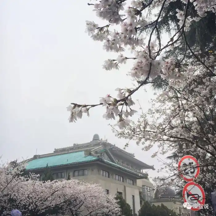 2018年宝宝猪小猪宝宝狗